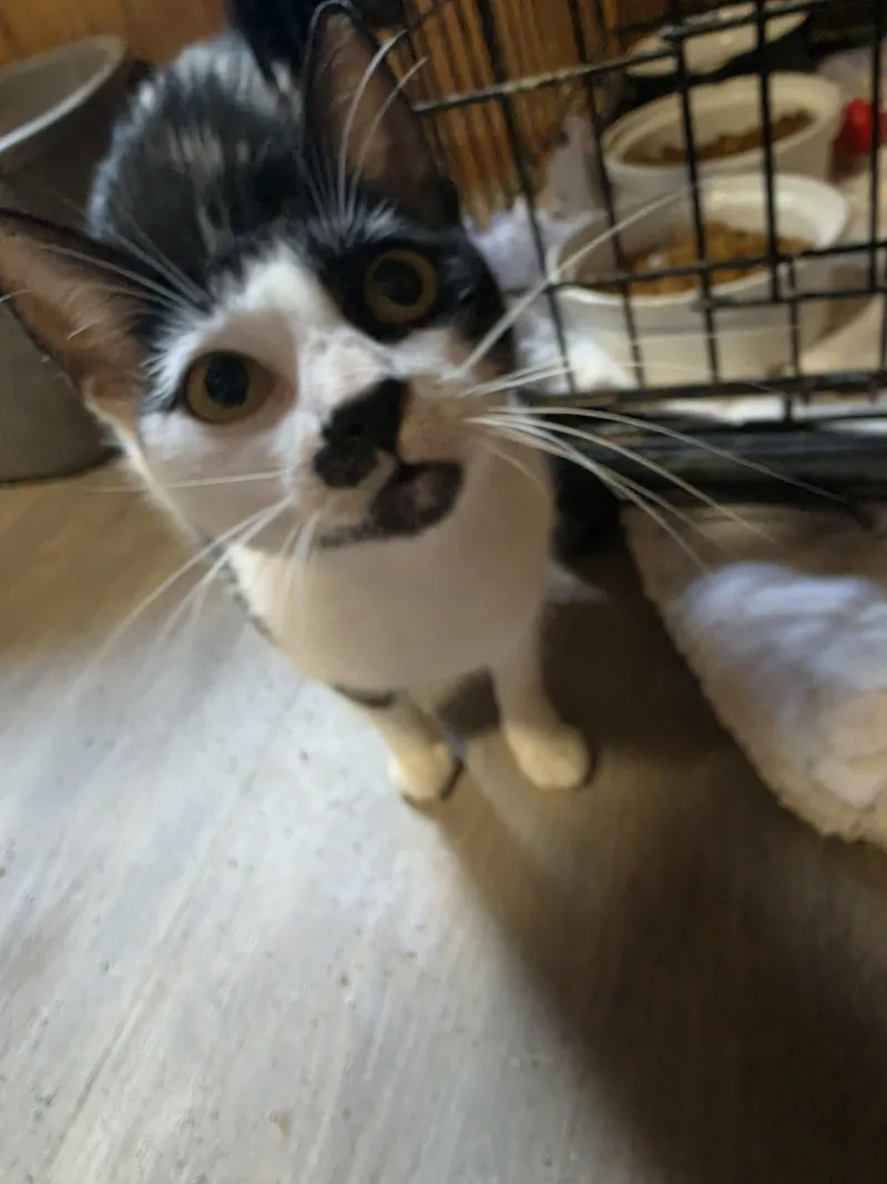 A baby small-sized female Black & White / Tuxedo Domestic Short Hair cat named Mia Moo for adoption in Lawrenceville, GA