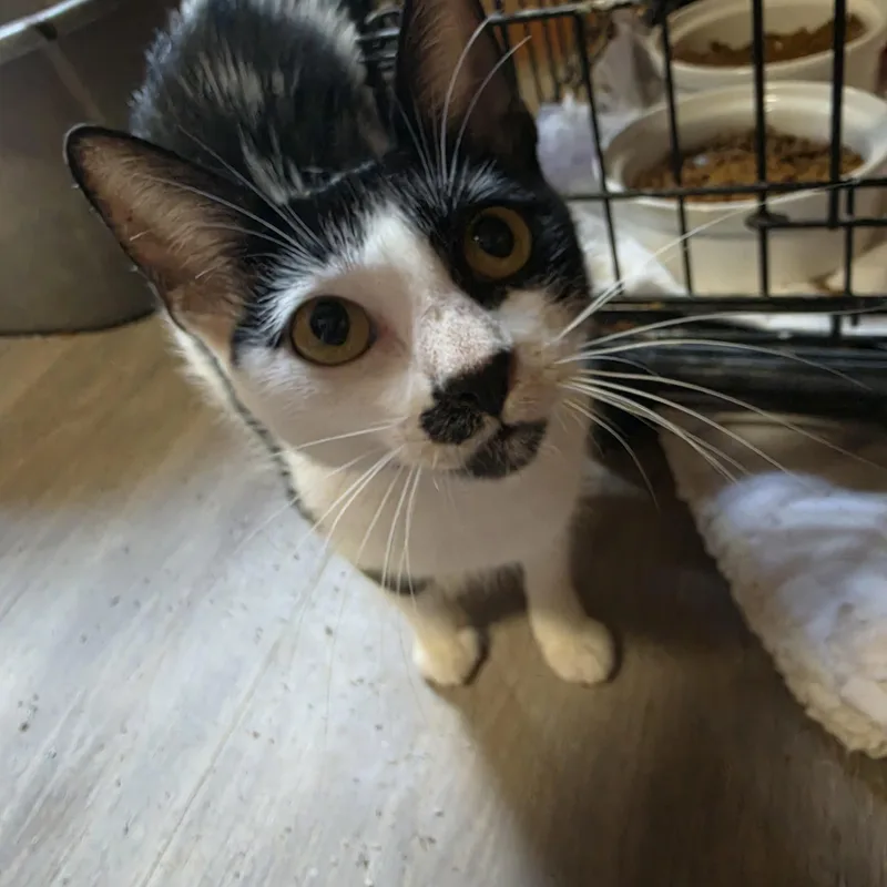 Mia Moo thumbnail 2