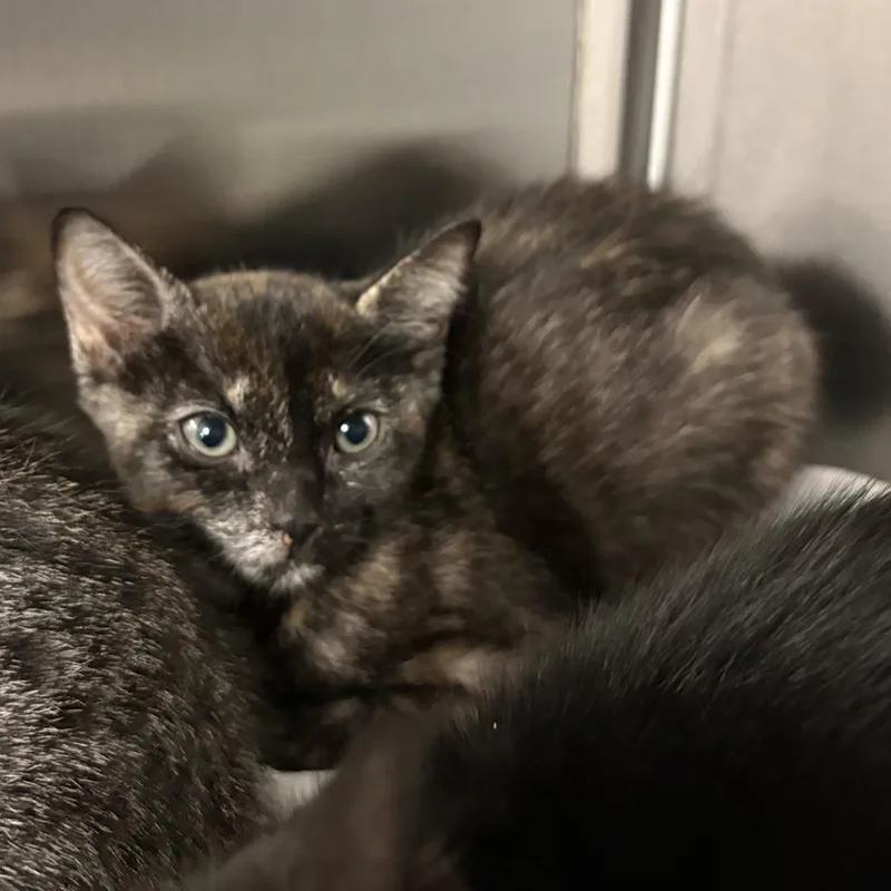 A baby small-sized female Tortoiseshell Domestic Short Hair cat named Libby for adoption in Hemet, CA