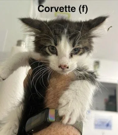 A baby medium-sized female Domestic Long Hair cat named Corvette for adoption in Saugerties, NY