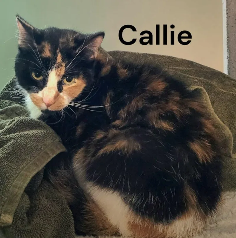 A senior medium-sized female Calico cat named Callie for adoption in Weems, VA