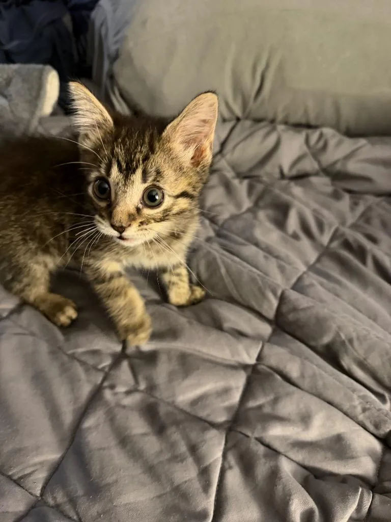 A baby medium-sized male Domestic Short Hair cat named Rhiannon for adoption in Pomona, NY