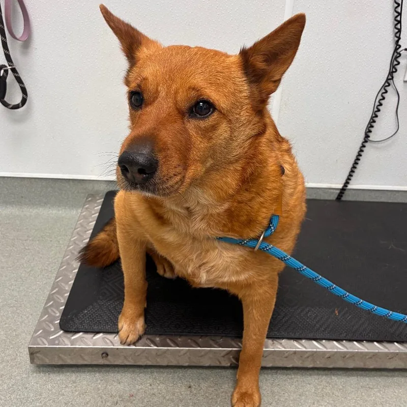 An adult medium-sized female Red / Chestnut / Orange Cattle Dog dog named Bailey for adoption in Abilene, TX