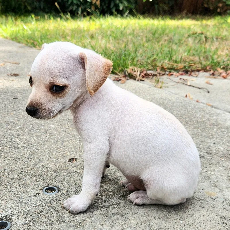 A baby small-sized male White / Cream Chihuahua dog named Rigatoni for adoption in San Francisco, CA