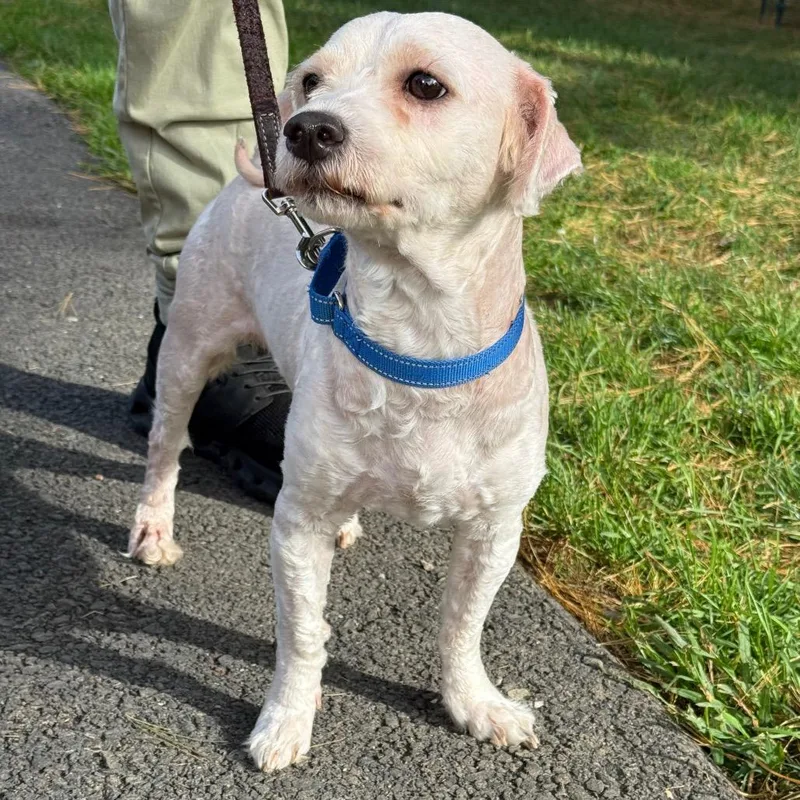 An adult medium-sized male White / Cream Mixed Breed dog named Perry for adoption in Allentown, PA