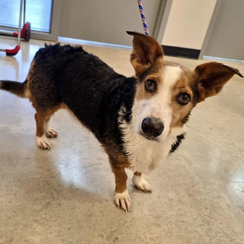An adult medium-sized male Corgi dog named Buddy for adoption in Norwood, OH