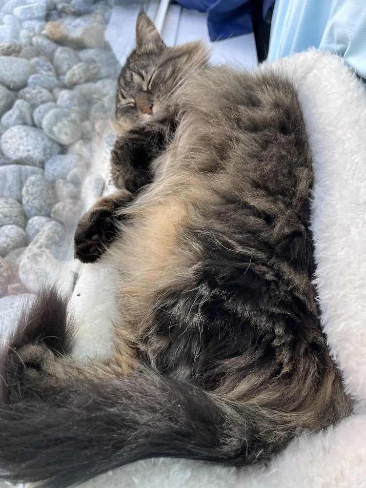 A senior medium-sized female Maine Coon cat named Azula for adoption in Thornton, CO
