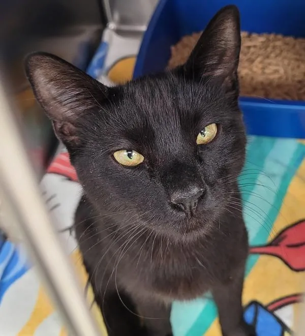 An adult medium-sized female Domestic Short Hair cat named Karen Black for adoption in Troutdale, OR