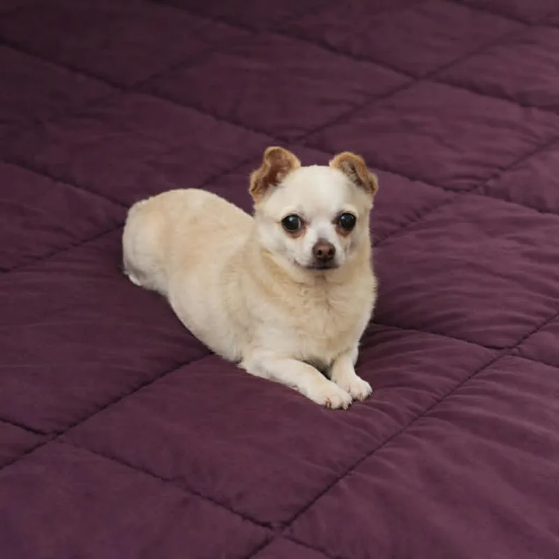 A senior small-sized female Chihuahua dog named Bobbi for adoption in Oregon, OH