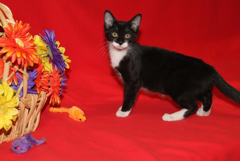 A baby medium-sized female Black & White / Tuxedo Tuxedo cat named Saber for adoption in Marietta, OH