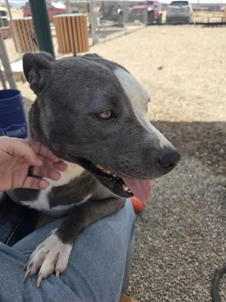 An adult medium-sized female Pit Bull Terrier dog named Riah for adoption in Rio Rancho, NM