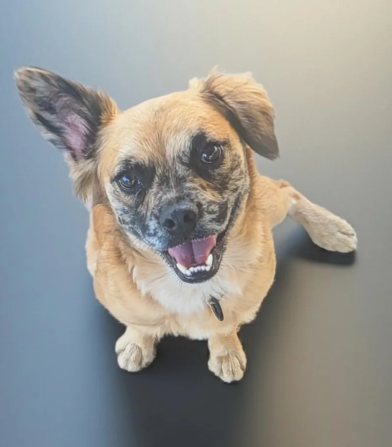 A young small-sized male Pug dog named Finnfriendly  Good Boy for adoption in Fort Myers, FL