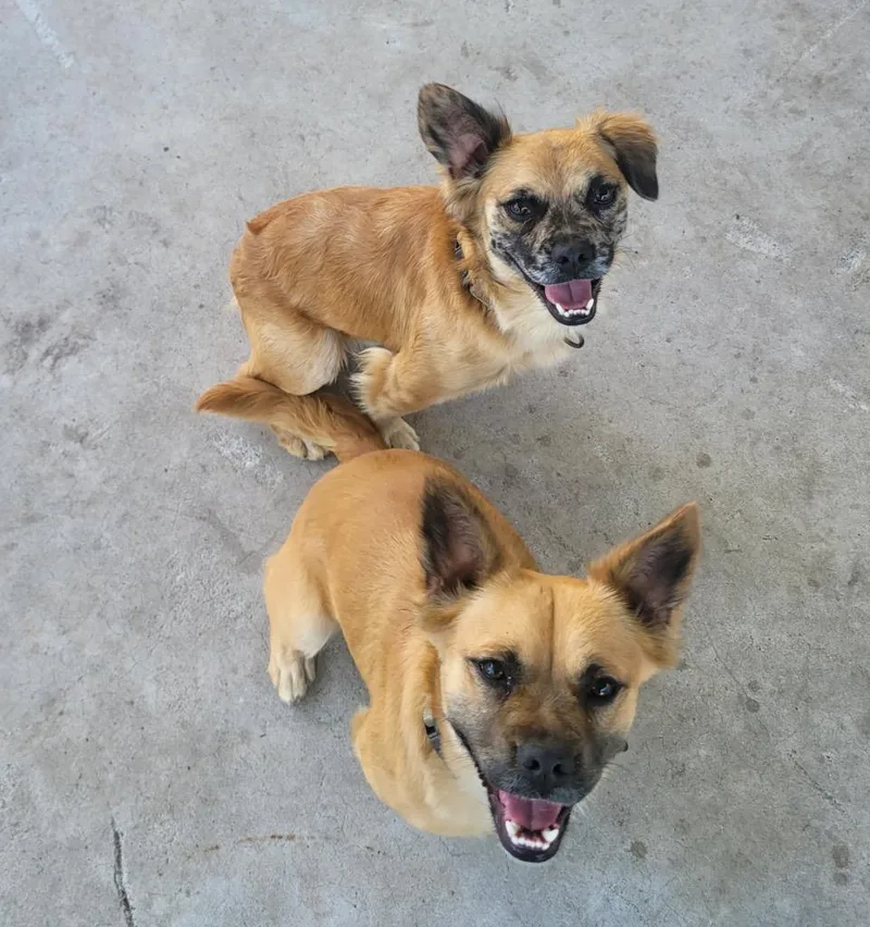 Finnfriendly  Good Boy thumbnail 2