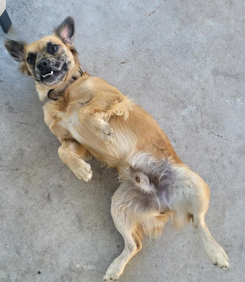 Finnfriendly  Good Boy thumbnail 3