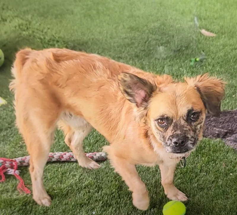 Finnfriendly  Good Boy thumbnail 4