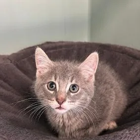 A baby small-sized male Gray / Blue / Silver Domestic Short Hair cat named Tapioca for adoption in South Elgin, IL