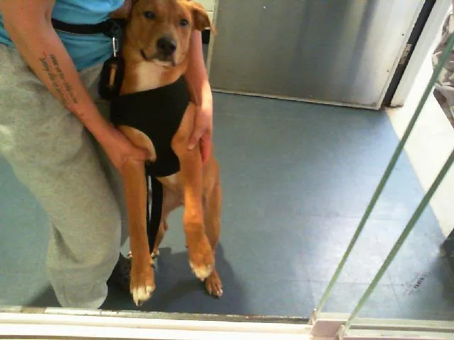 A young small-sized male Mixed Breed dog named Hank for adoption in Charlotte, NC