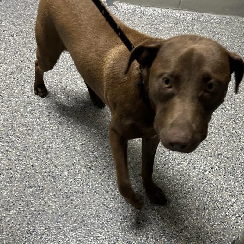 An adult large-sized male Brown / Chocolate Chocolate Labrador Retriever dog named Stray Roberts Gas for adoption in Roxboro, NC