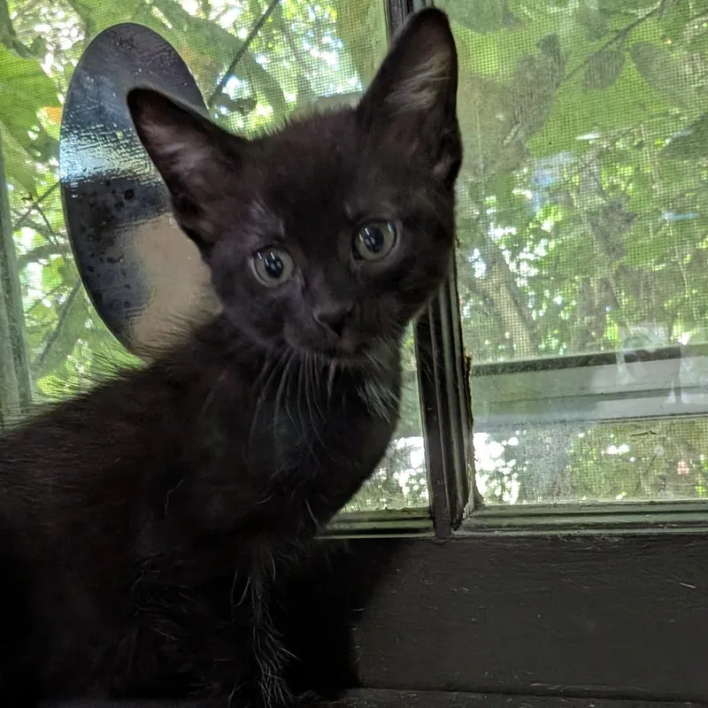 A baby small-sized female Black Domestic Short Hair cat named Ermes for adoption in Columbia, MO