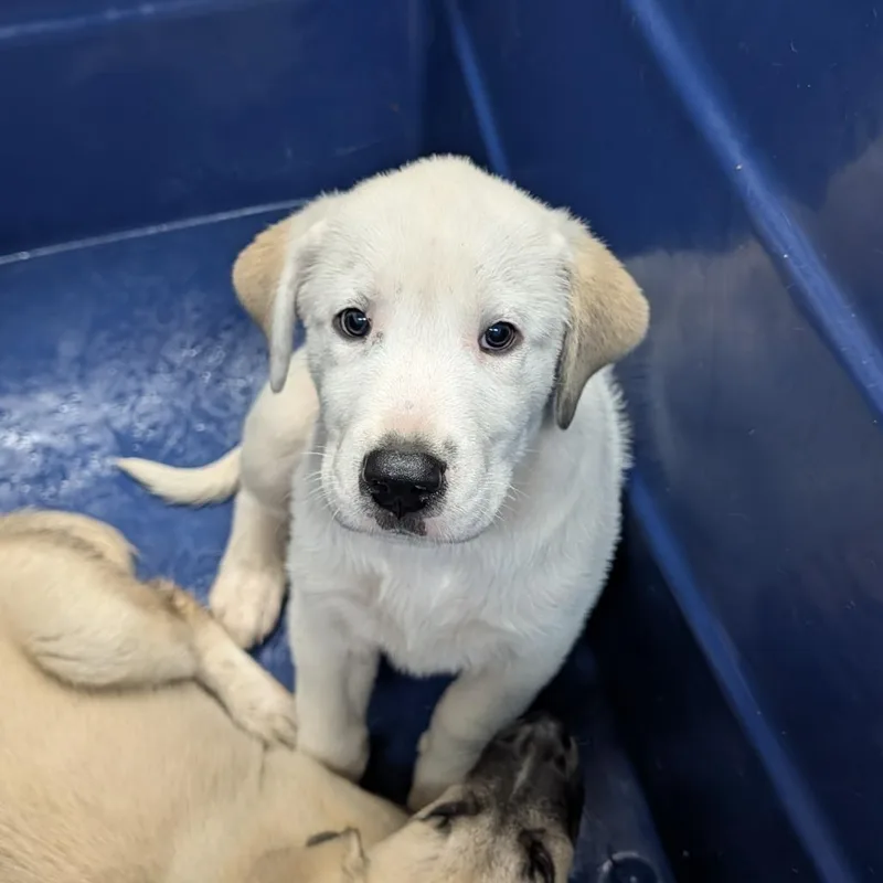 A baby small-sized female White / Cream Bullmastiff dog named Verity for adoption in Ardmore, OK