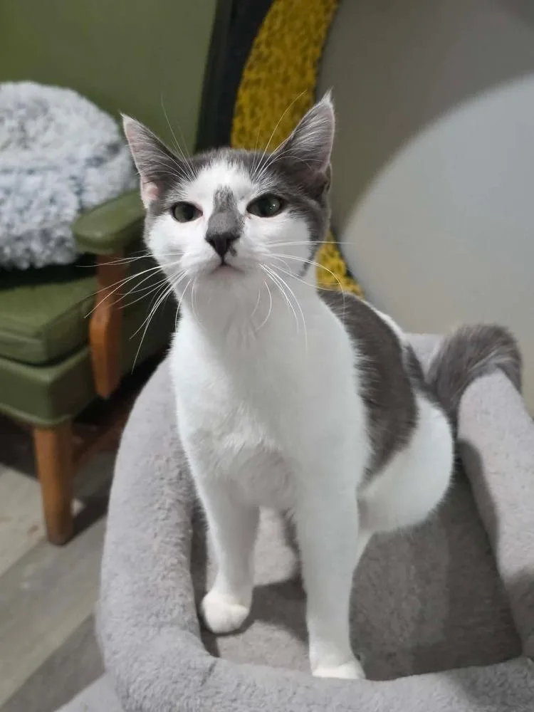 A baby small-sized female Gray & White Domestic Short Hair cat named Boo for adoption in Lewisburg, TN