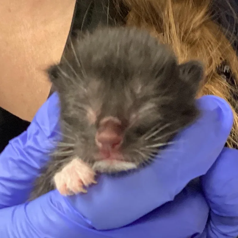 A baby small-sized male Black Domestic Short Hair cat named Tourmaline for adoption in Greenville, SC