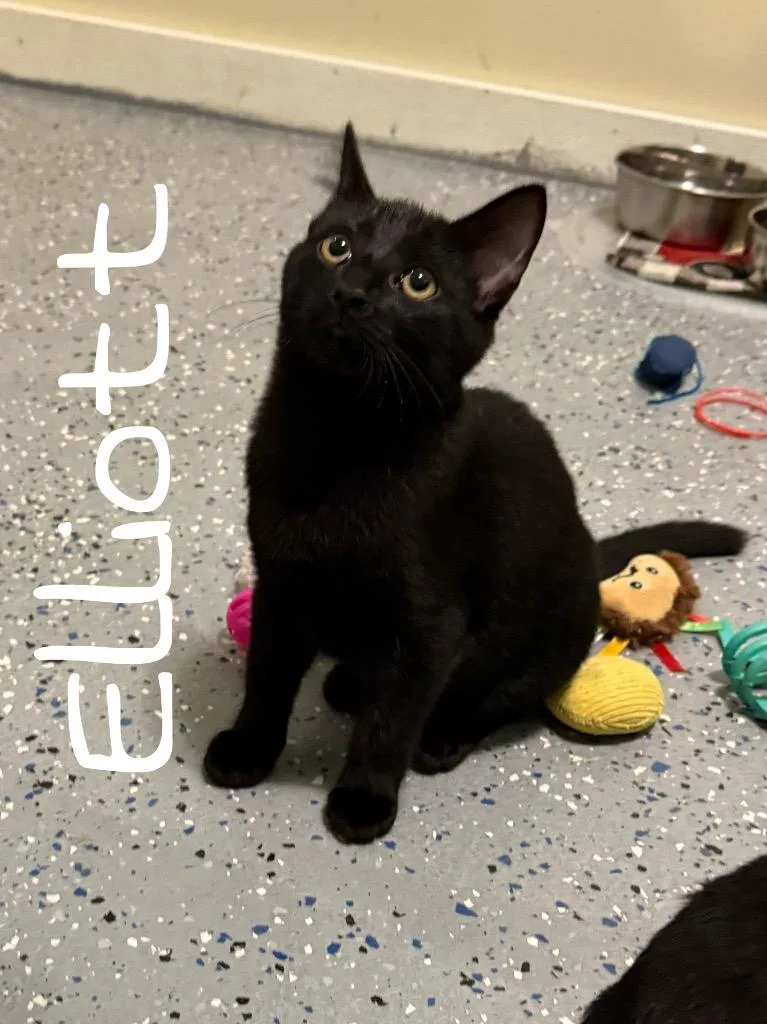 A young medium-sized male Domestic Short Hair cat named Elliot for adoption in Rutherfordton, NC