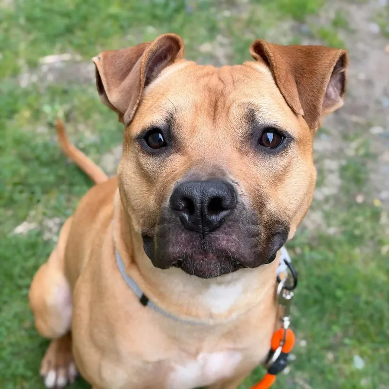 A young medium-sized male Mixed Breed dog named Paquito for adoption in Tacoma, WA