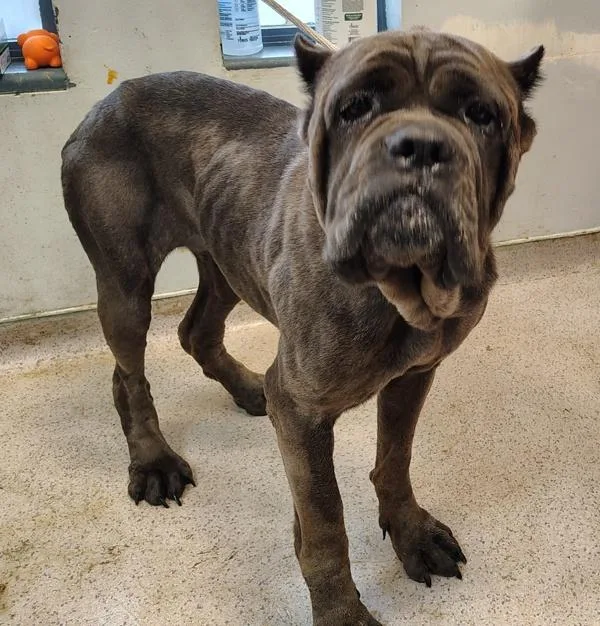 An adult large-sized female Mixed Breed dog named Fionna for adoption in New York, NY
