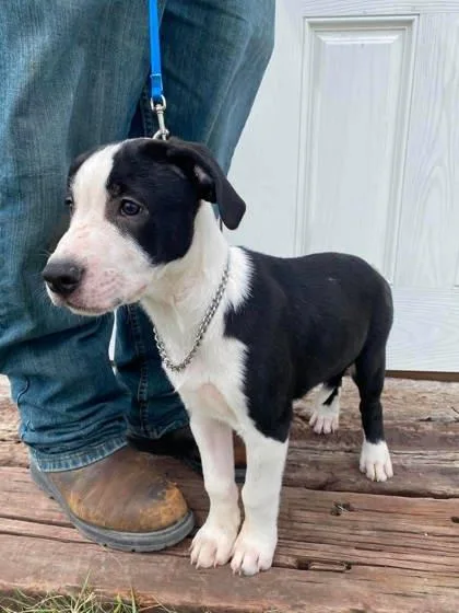 A baby large-sized male American Staffordshire Terrier dog named Torm for adoption in McCook, NE