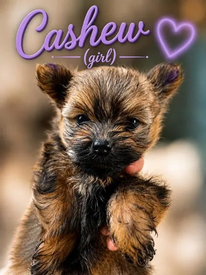 Cashew