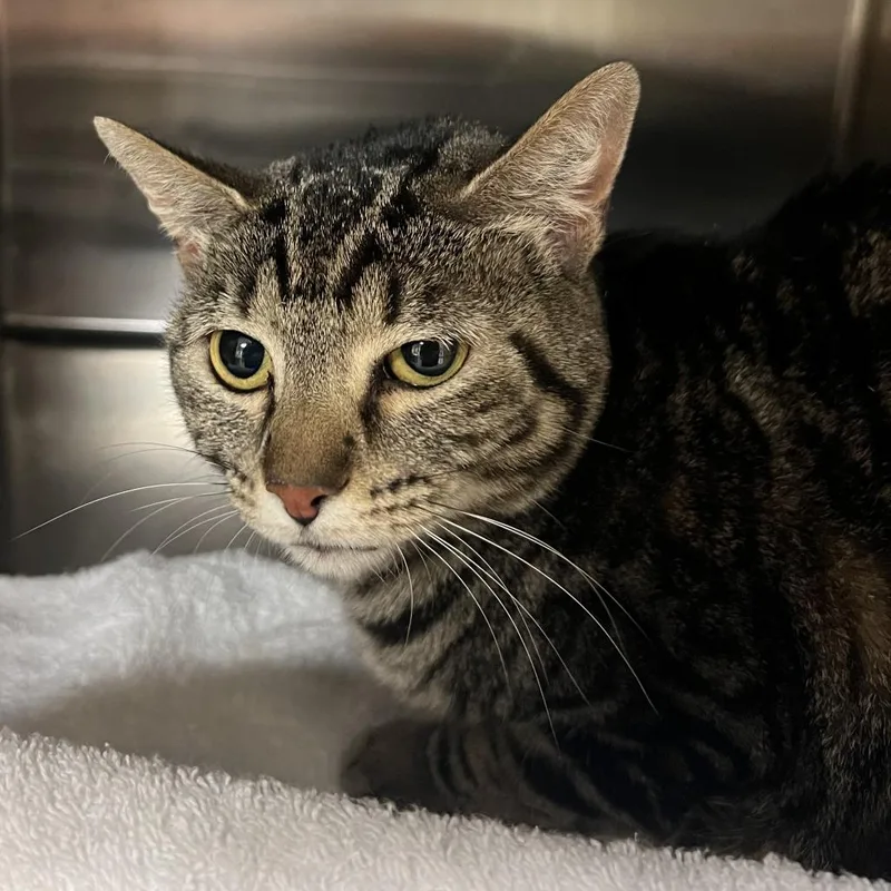 An adult medium-sized female Domestic Short Hair cat named Coco for adoption in Ottawa, KS
