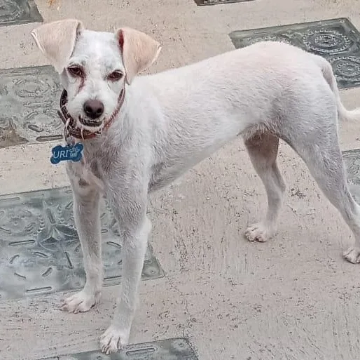 A young medium-sized male White / Cream Poodle dog named Benji for adoption in Manvel, TX