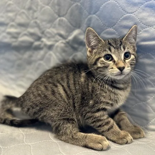 A baby small-sized female Brown / Chocolate Domestic Short Hair cat named Ishida for adoption in Matteson, IL