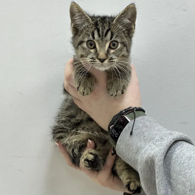 A baby medium-sized male Tabby cat named Hansel for adoption in Henderson, NV
