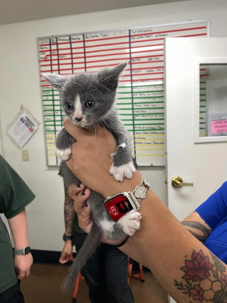 A baby small-sized female Domestic Short Hair cat named Charlie for adoption in Chico, CA