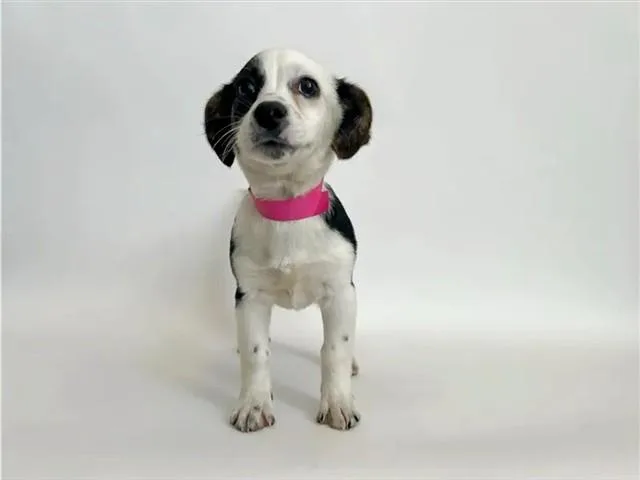A baby small-sized female Terrier dog named Munchkin for adoption in Saint Louis, MO