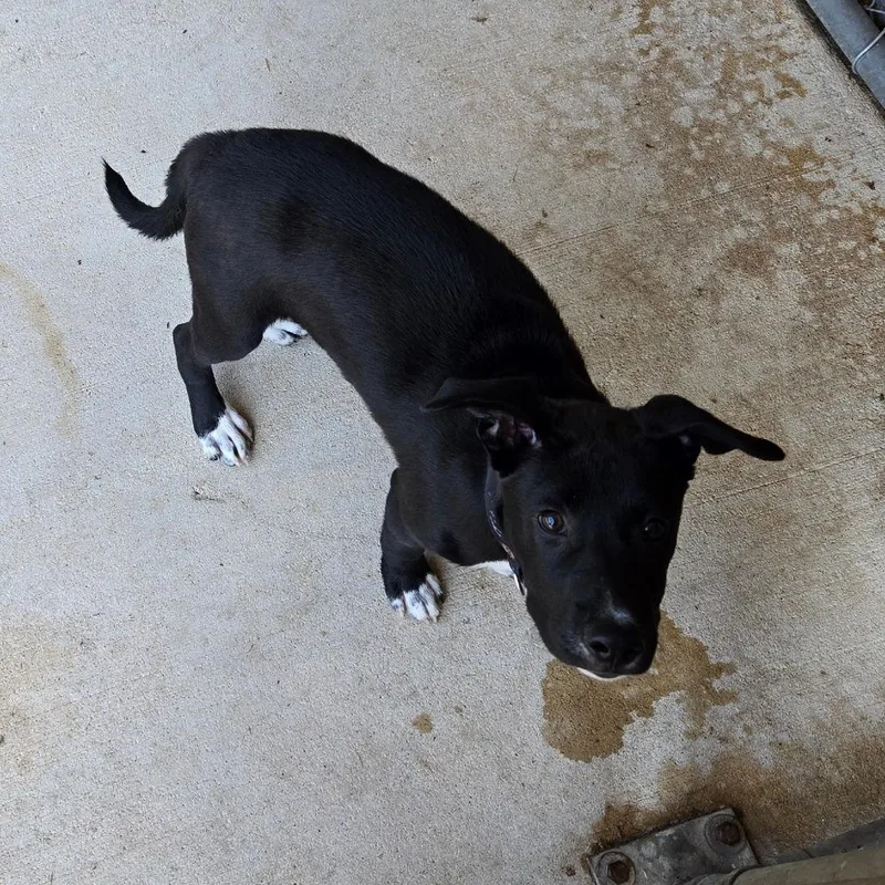 A baby medium-sized male Black Labrador Retriever dog named Jack for adoption in Birmingham, AL