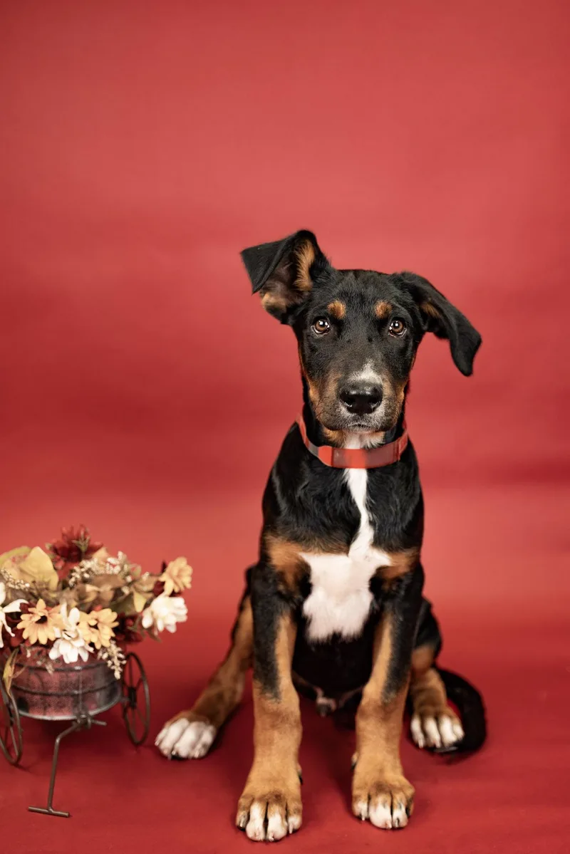 A baby large-sized male Australian Cattle Dog / Blue Heeler dog named 791-26 for adoption in Brighton, CO