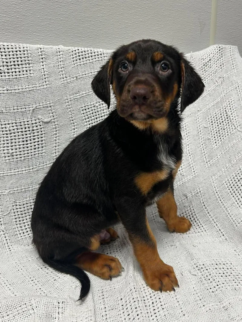 A baby large-sized male Brown / Chocolate Bloodhound dog named Toot for adoption in Maryville, MO