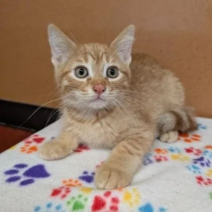 A baby small-sized male Tabby (Orange / Red) Domestic Short Hair cat named Kygo for adoption in Rochester, MN