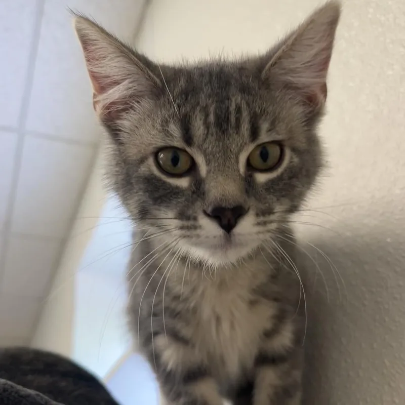 A baby small-sized male Gray / Blue / Silver Domestic Short Hair cat named Iphone for adoption in Pekin, IL