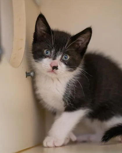 A baby small-sized male Domestic Short Hair cat named Caspian for adoption in Pequot Lakes, MN