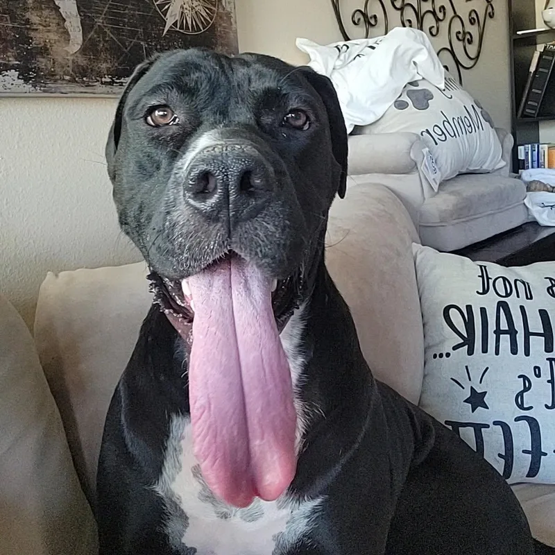 An adult large-sized female Black Cane Corso dog named Bailey for adoption in Seal Beach, CA