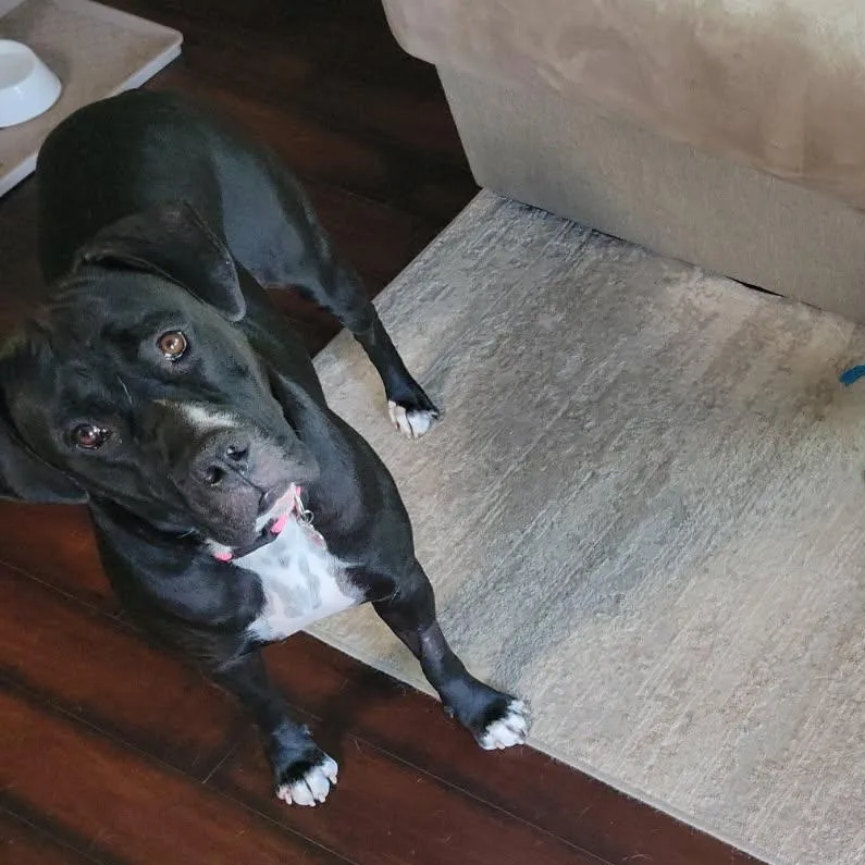 Bailey thumbnail 2