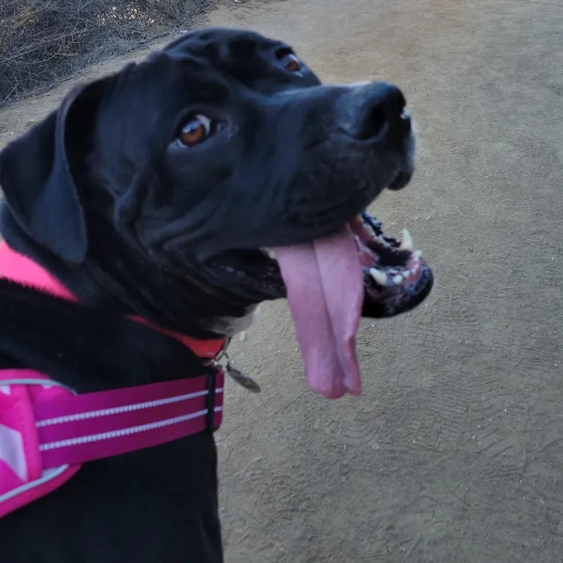 Bailey thumbnail 3