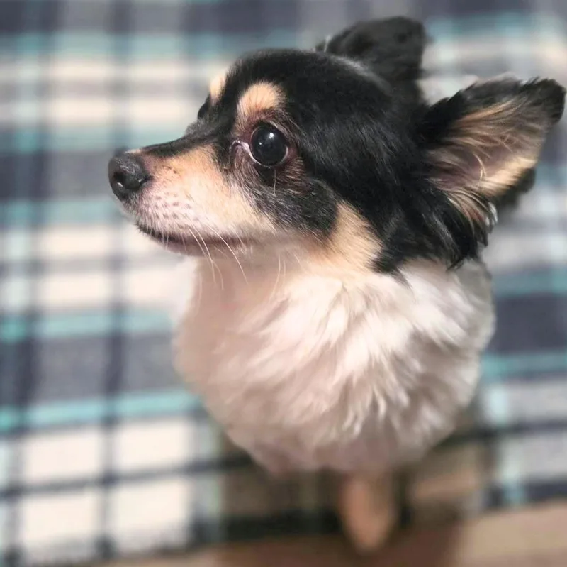 An adult small-sized male Chihuahua dog named Miles for adoption in Austin, TX