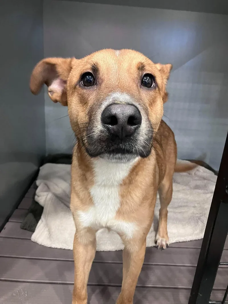 A young medium-sized male Shepherd dog named Wells for adoption in Richmond, KY