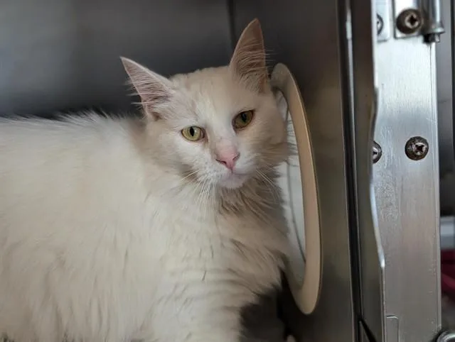 An adult small-sized male Turkish Angora cat named Fabio for adoption in Camarillo, CA