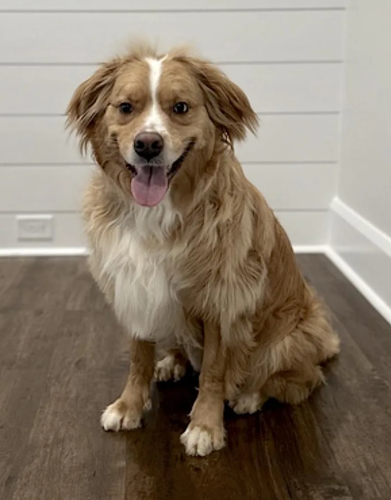 An adult medium-sized male Golden Australian Shepherd dog named Sulley for adoption in Amherst, MA